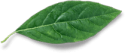 leaf-free-img.png